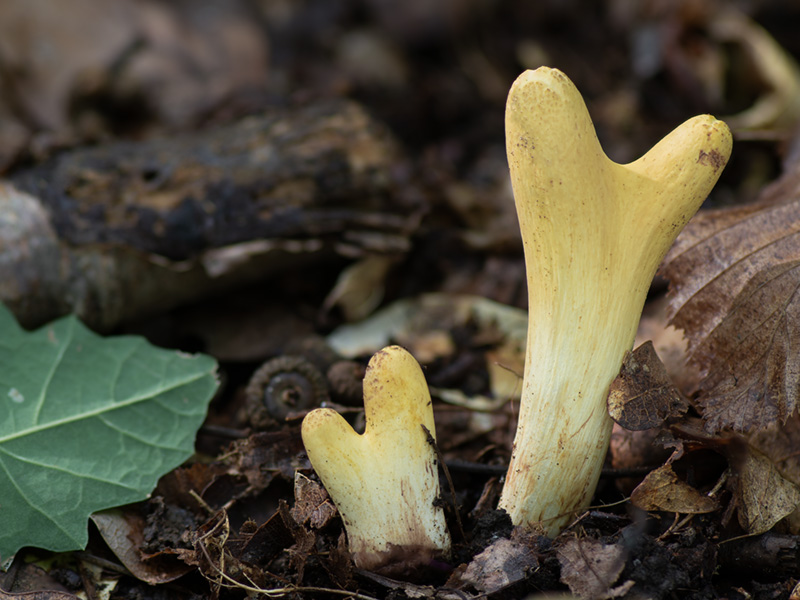 Clavariadelphus flavoimmaturus